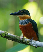 Green-and-rufous Kingfisher