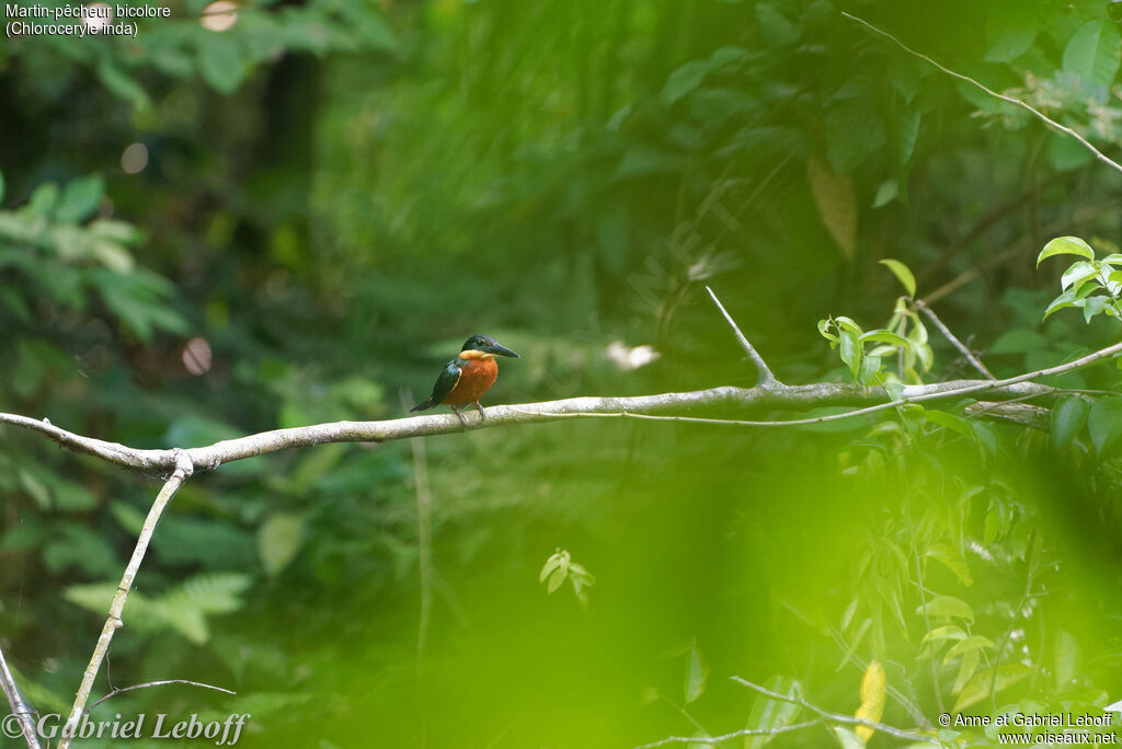 Green-and-rufous Kingfisher female adult