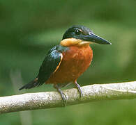 Green-and-rufous Kingfisher