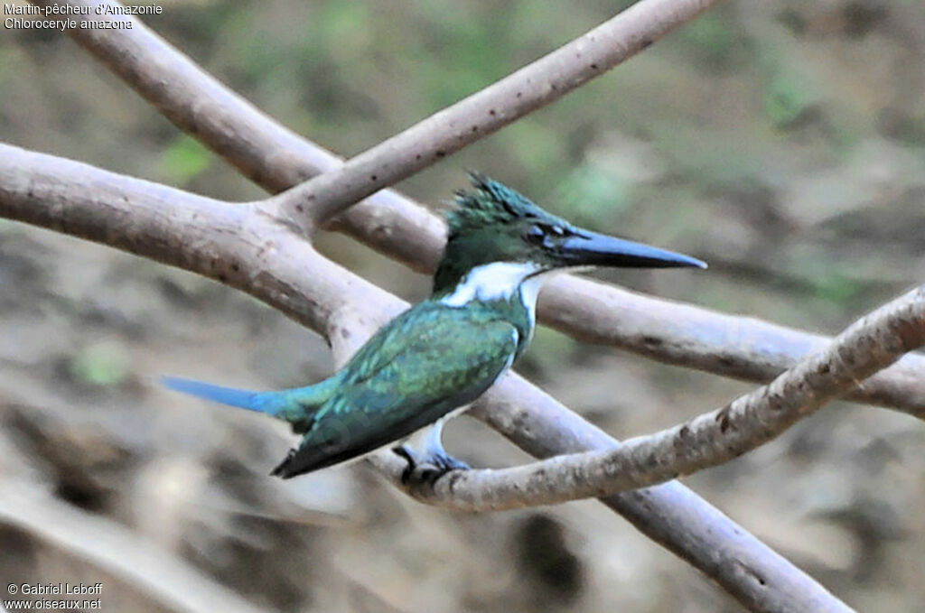 Amazon Kingfisher female