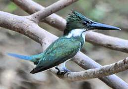 Martin-pêcheur d'Amazonie