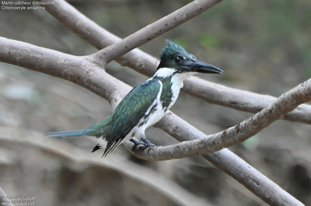 Martin-pêcheur d'Amazonie femelle