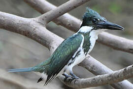 Amazon Kingfisher