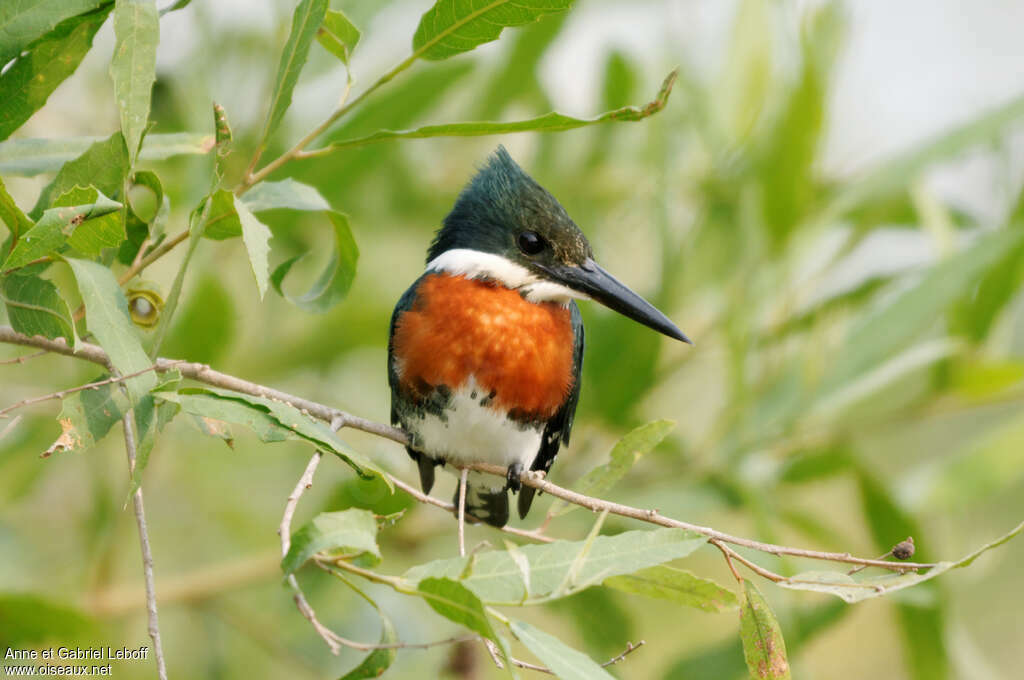 Amazon Kingfisher male adult, close-up portrait