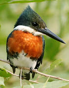 Amazon Kingfisher