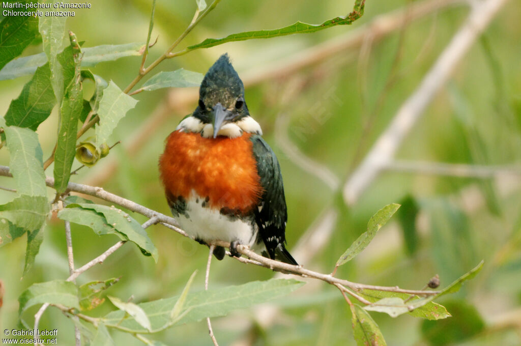 Amazon Kingfisher male