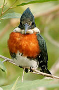 Amazon Kingfisher