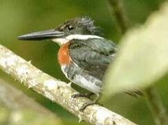 Amazon Kingfisher