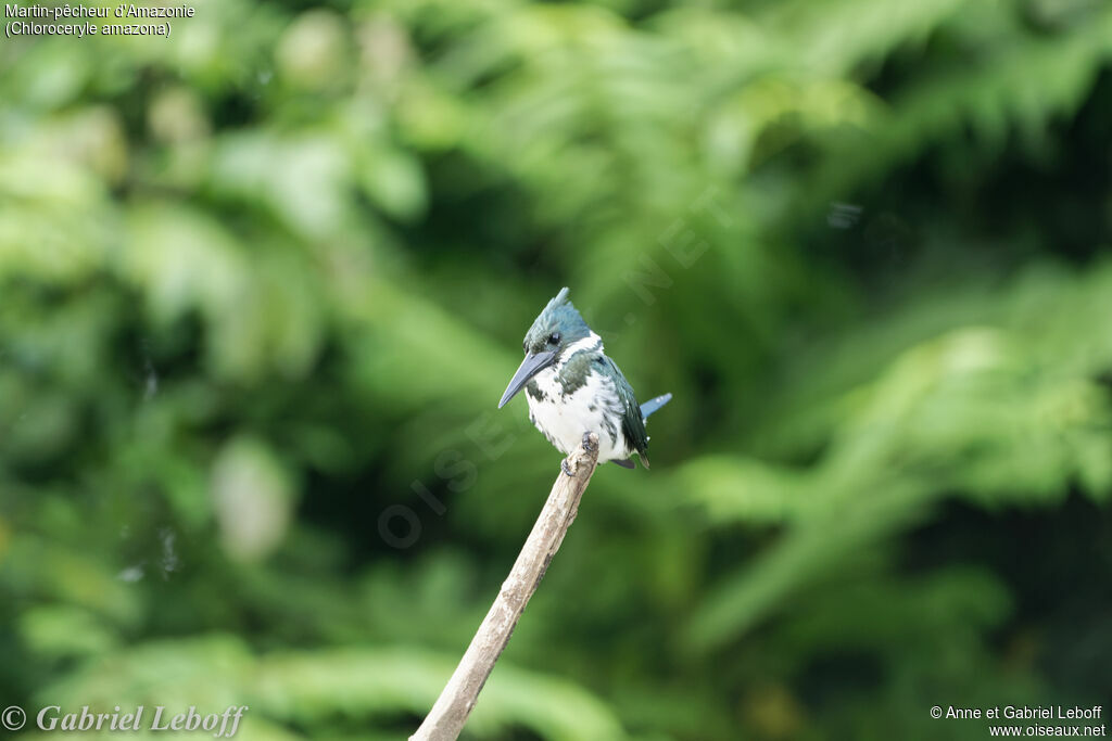 Amazon Kingfisher female