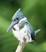 Amazon Kingfisher