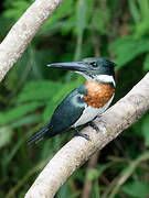 Amazon Kingfisher