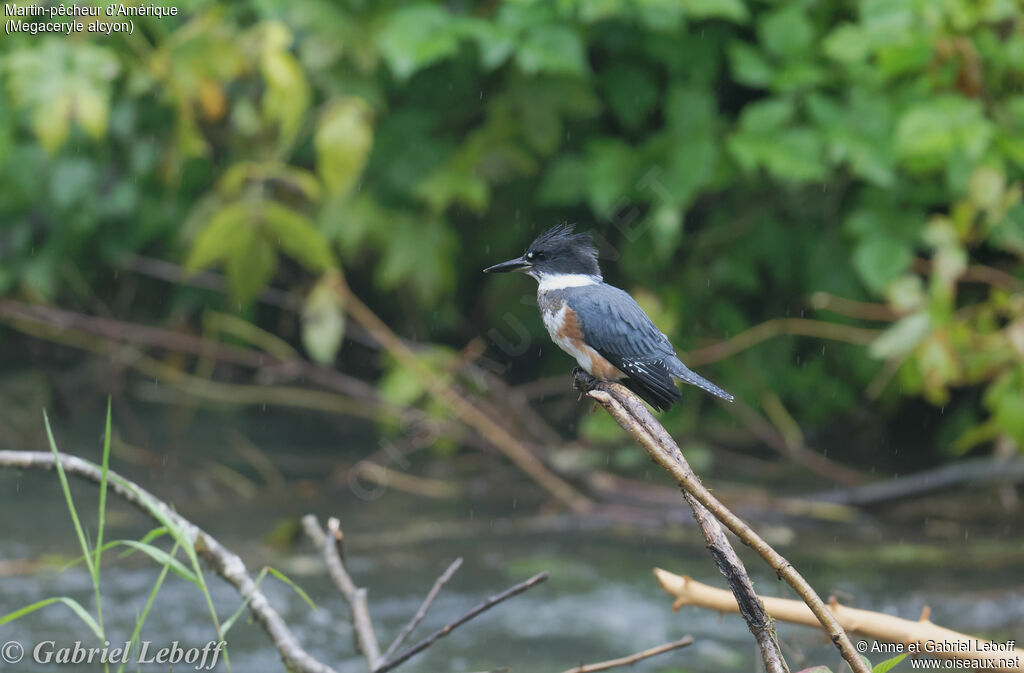 Belted Kingfisher female