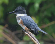 Belted Kingfisher