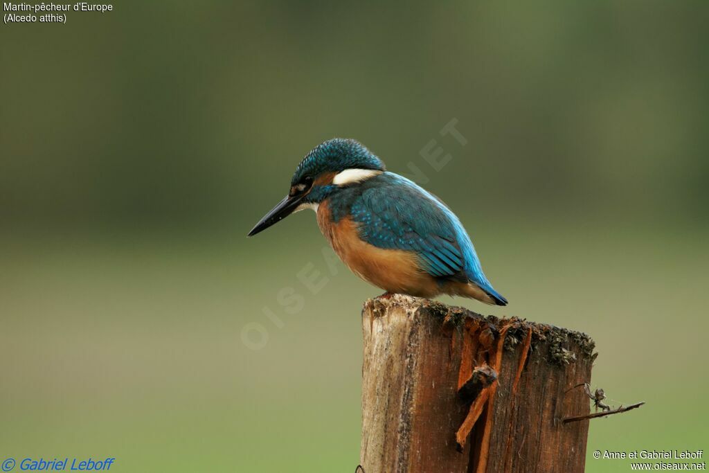 Martin-pêcheur d'Europe mâle