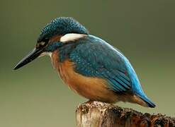 Common Kingfisher