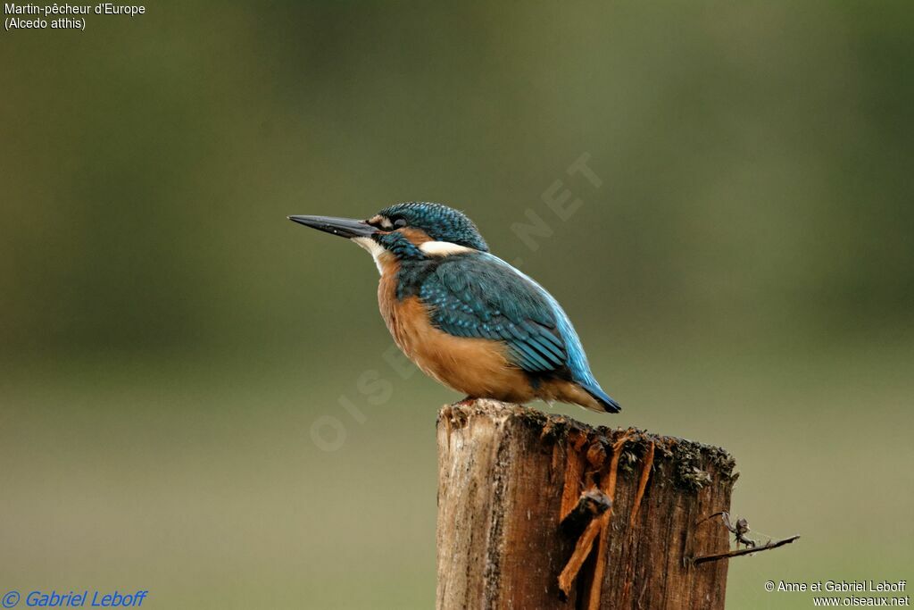 Common Kingfisher male