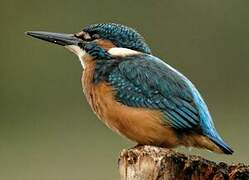 Common Kingfisher