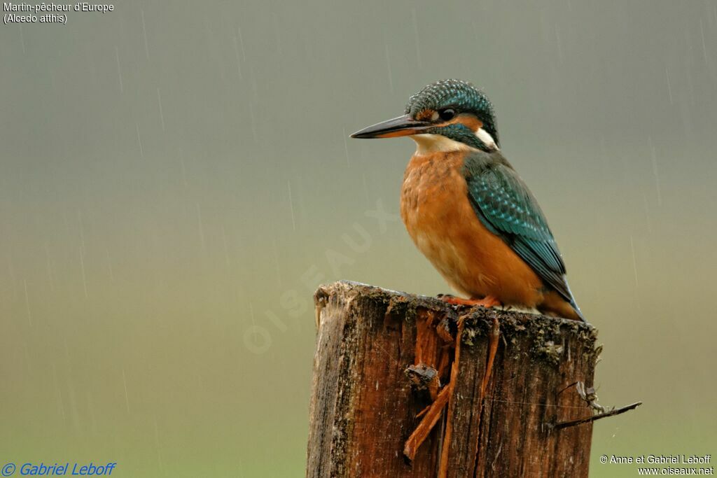 Common Kingfisher