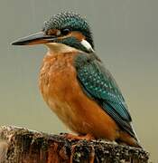 Common Kingfisher