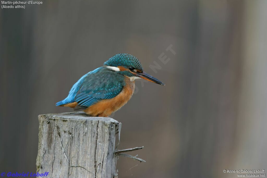 Common Kingfisher