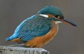 Common Kingfisher