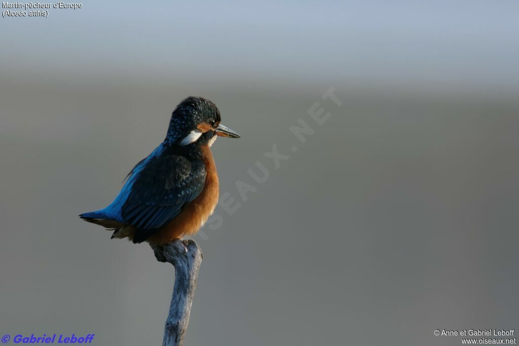 Common Kingfisher