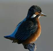 Common Kingfisher