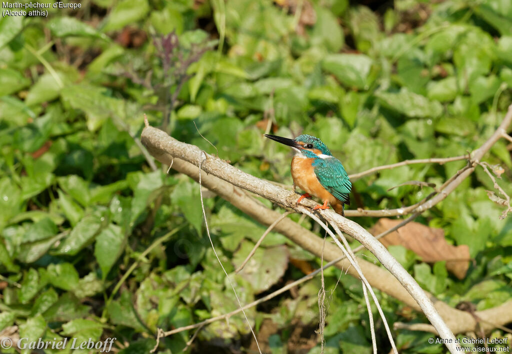 Common Kingfisher male