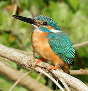 Common Kingfisher