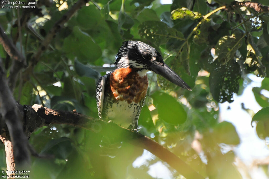 Giant Kingfisher