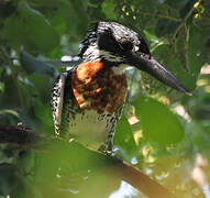 Giant Kingfisher