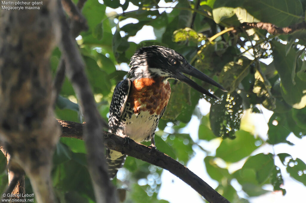 Giant Kingfisher