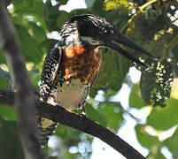 Giant Kingfisher