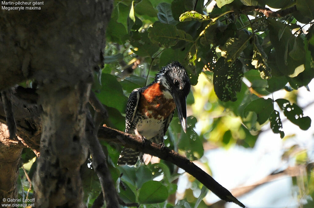 Giant Kingfisher