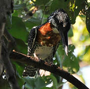 Giant Kingfisher