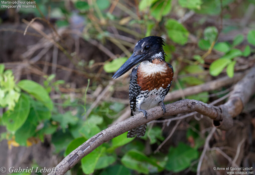 Giant Kingfisher