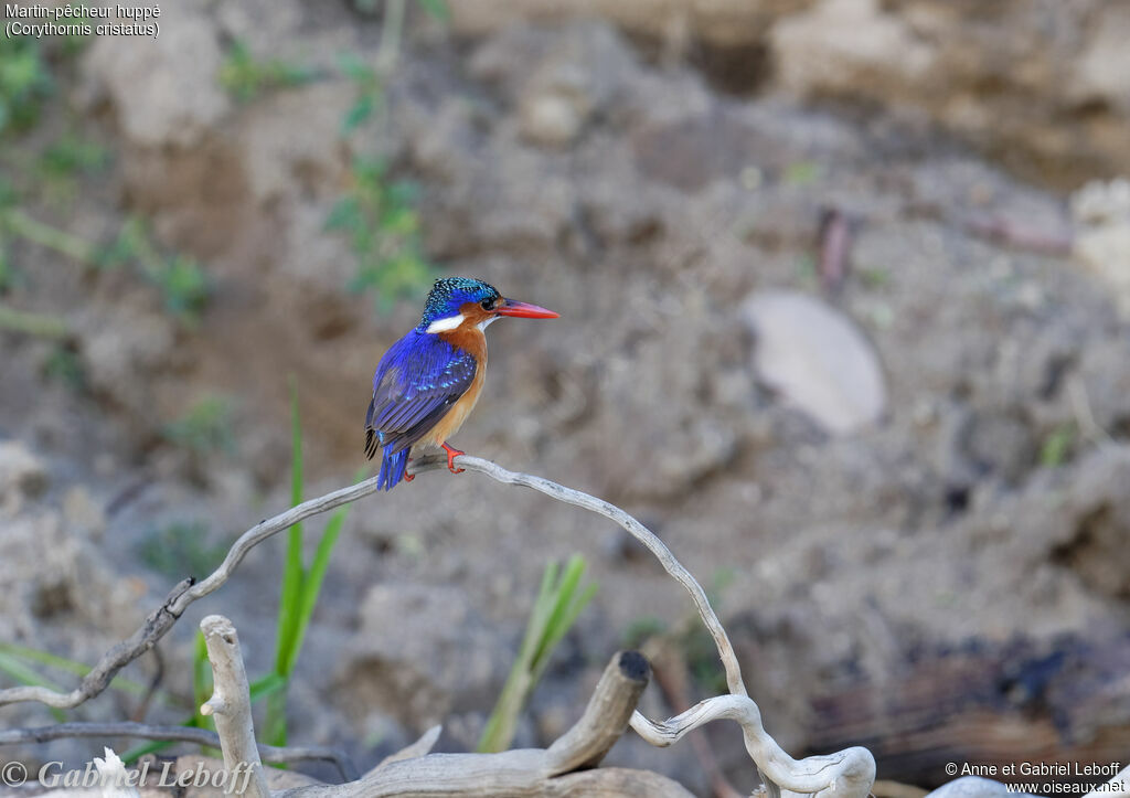 Malachite Kingfisher