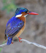 Malachite Kingfisher