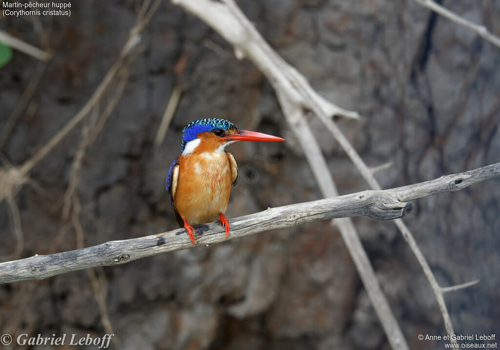 Malachite Kingfisher