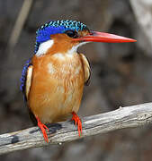 Malachite Kingfisher