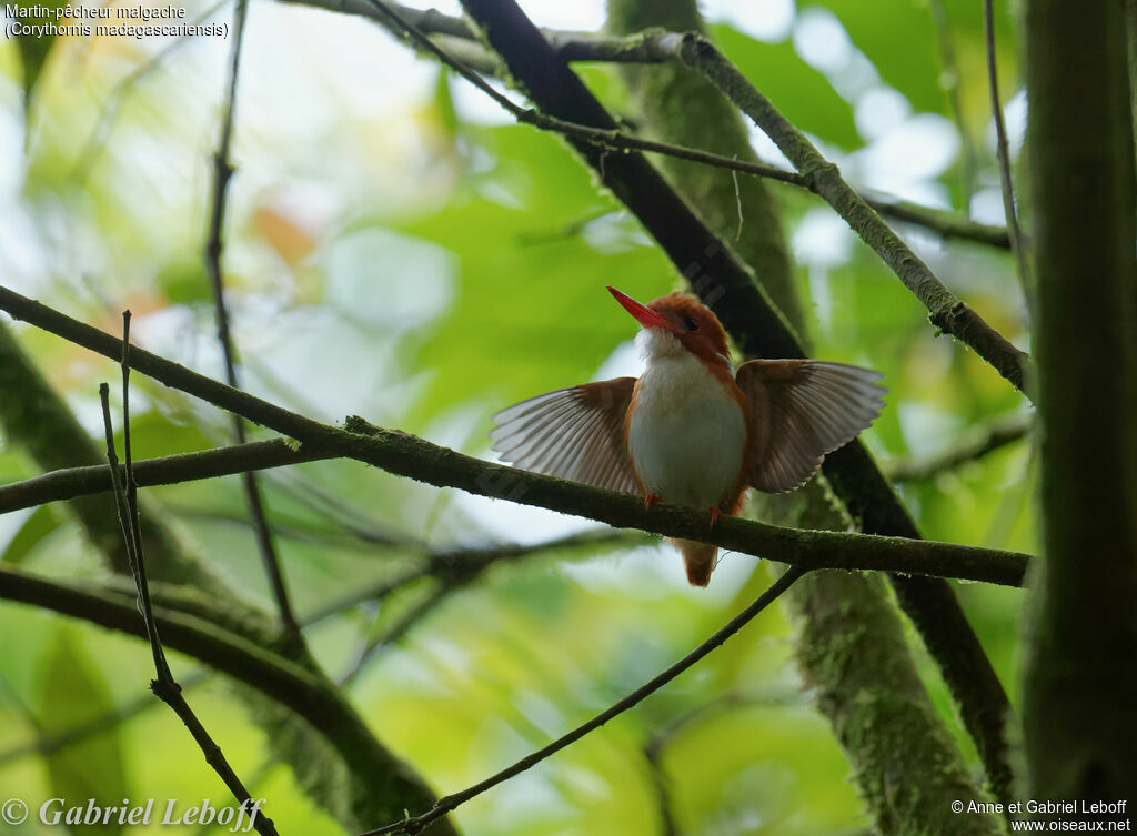 Madagascan Pygmy Kingfisher