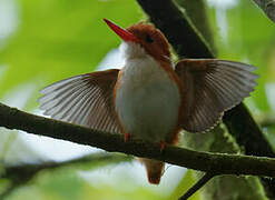 Madagascar Pygmy Kingfisher