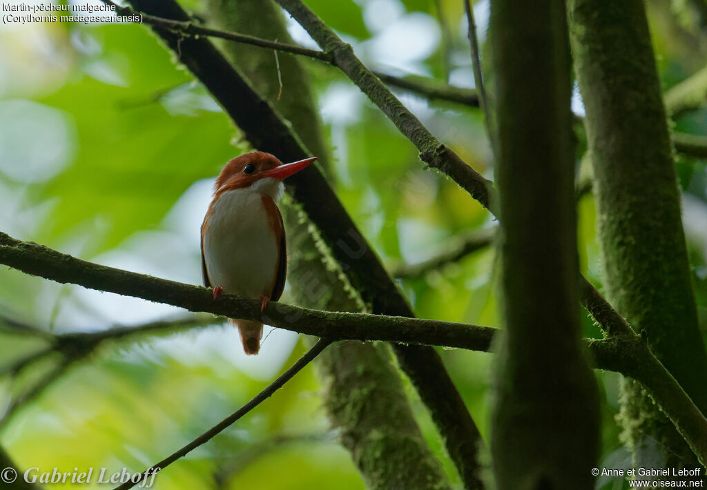 Madagascar Pygmy Kingfisher