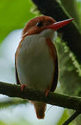 Madagascan Pygmy Kingfisher