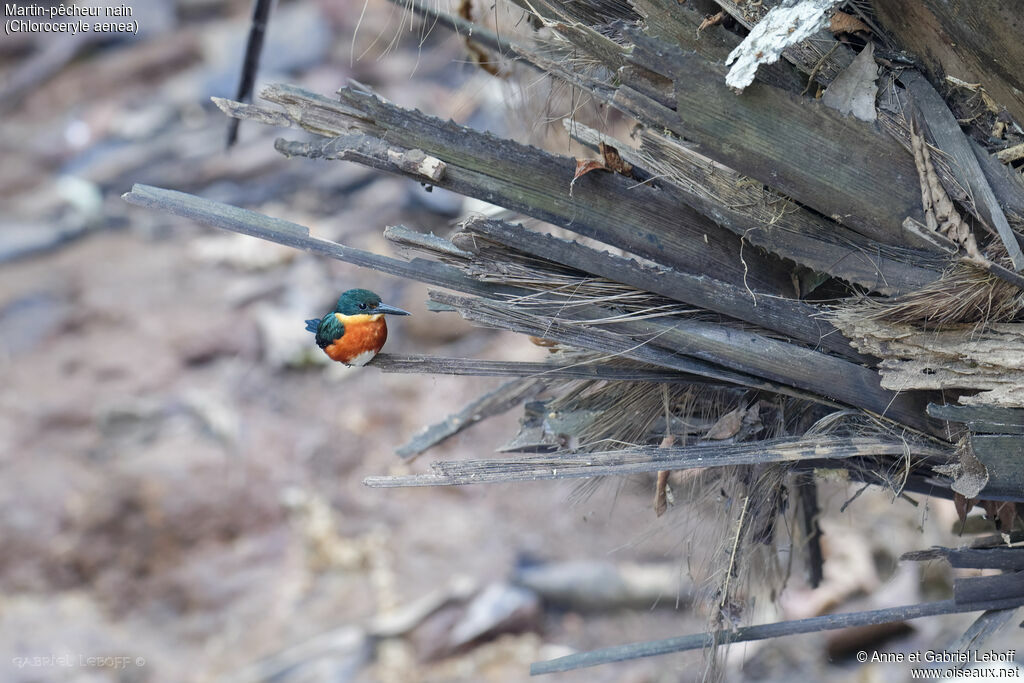 American Pygmy Kingfisher