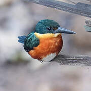 American Pygmy Kingfisher