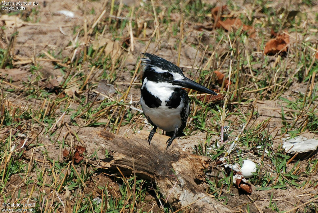 Martin-pêcheur pie