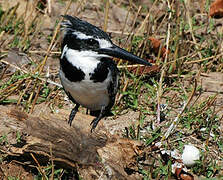 Pied Kingfisher