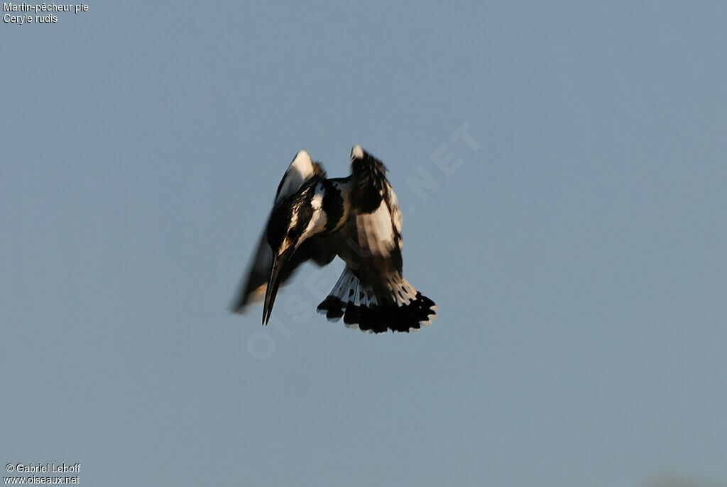 Pied Kingfisher