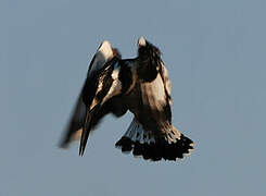 Pied Kingfisher